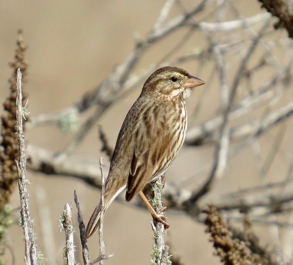 Savannah Sparrow - 'Large-billed' by Kaaren Perry is licensed under CC BY 2.0.
